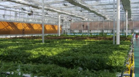 冬季大棚怎樣通風,哪種玻璃鋼風機比較好