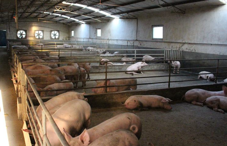 養豬場通風降溫設備